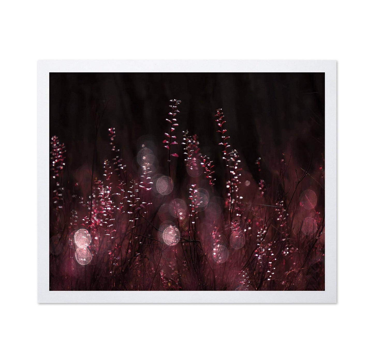 Crimson Light Reflections