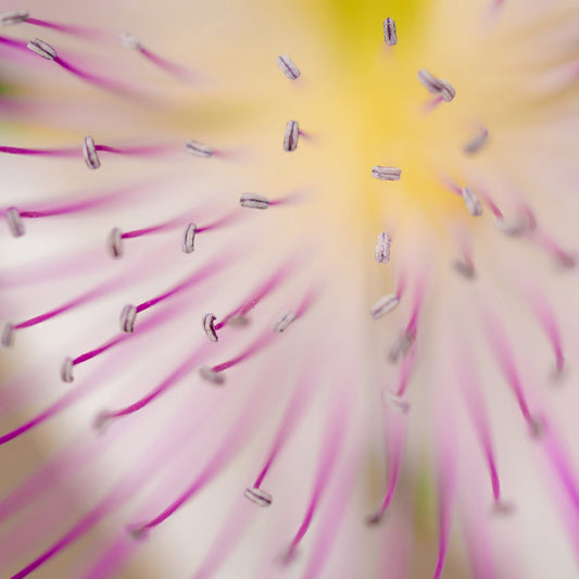 Floral Core Macro