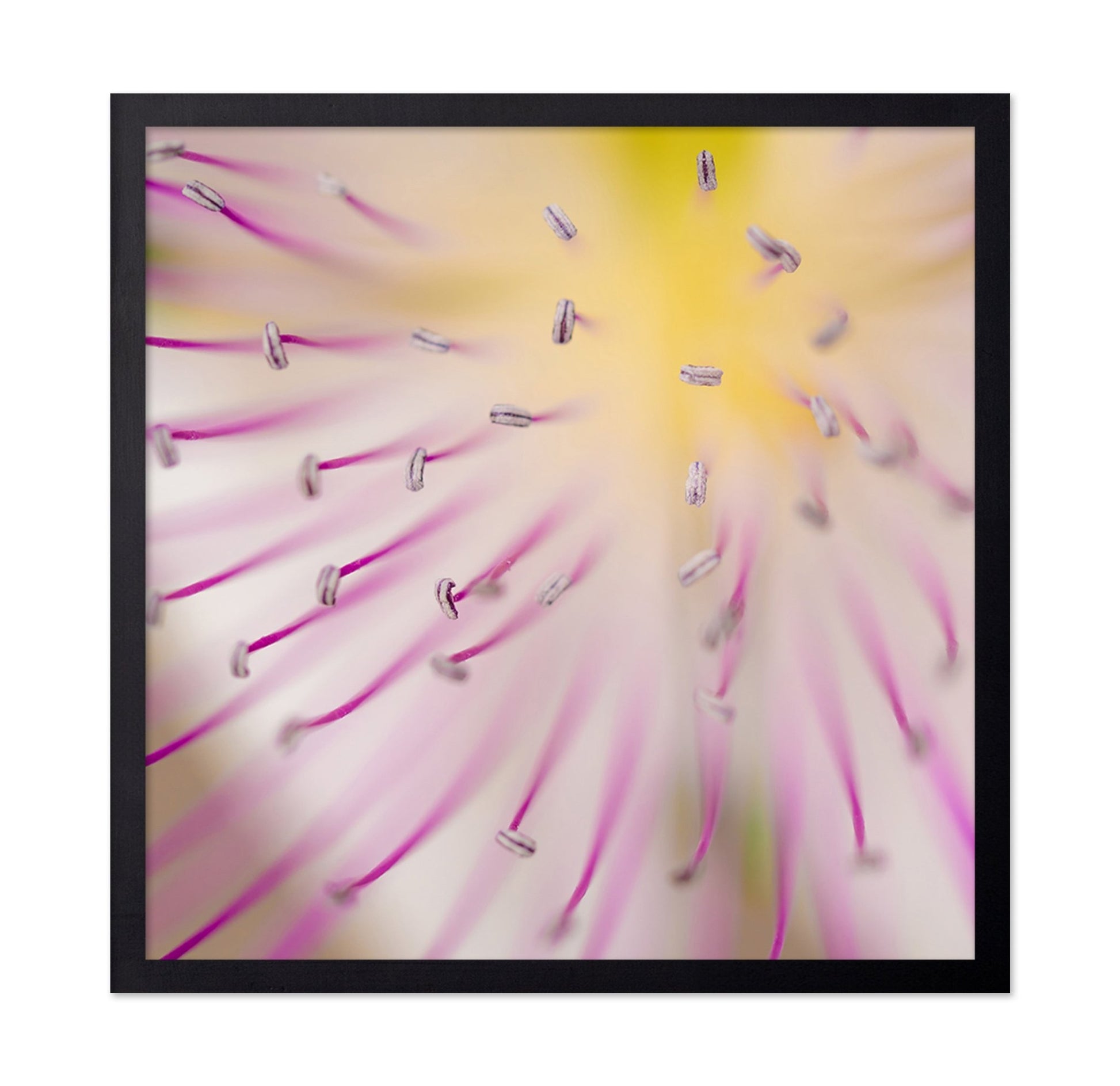 Floral Core Macro