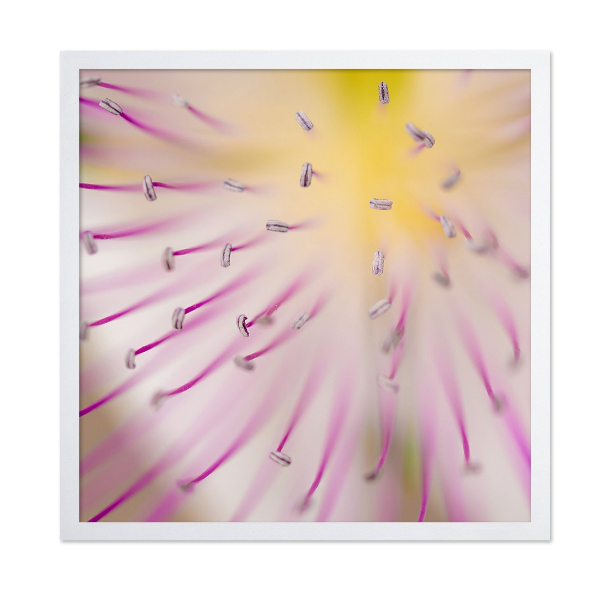 Floral Core Macro