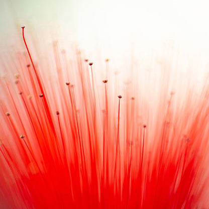 Radiant Red Bloom Abstract
