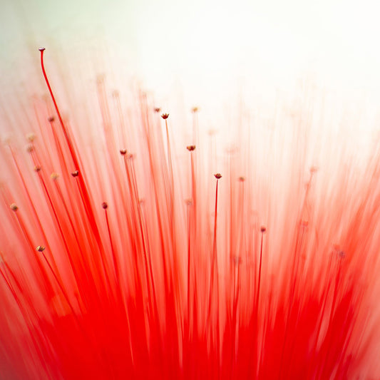 Radiant Red Bloom Abstract