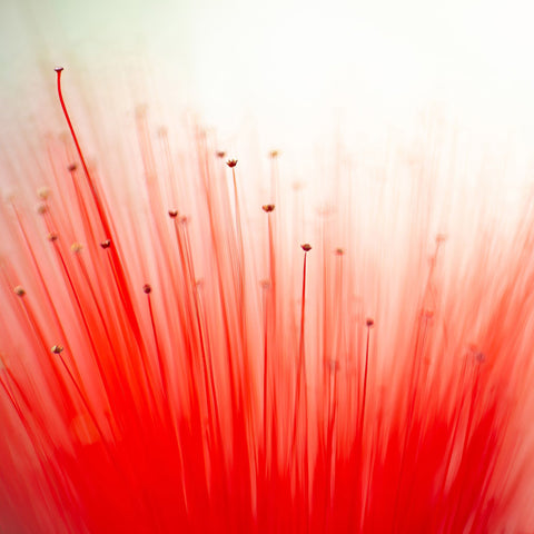 Radiant Red Bloom Abstract
