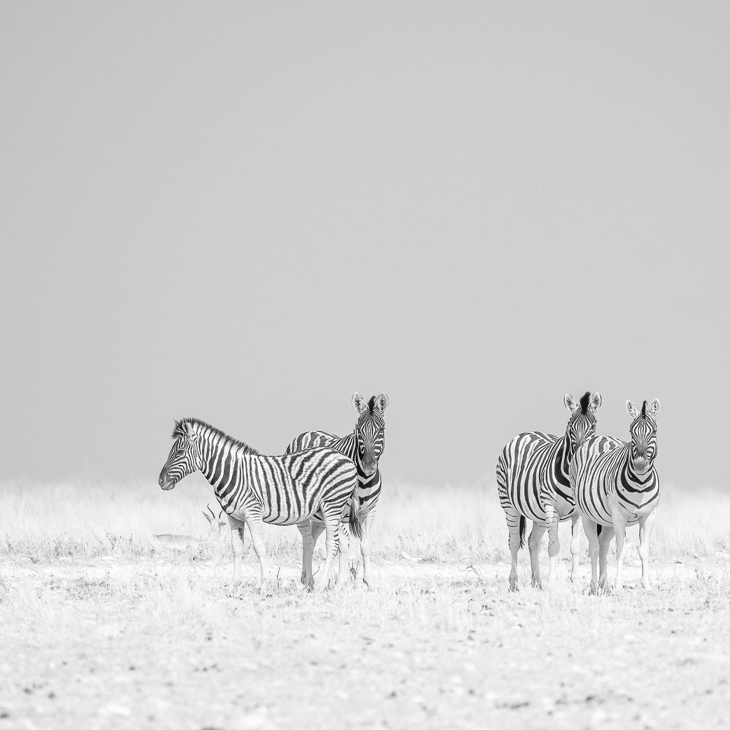 Zebra Quartet