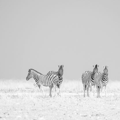 Zebra Quartet