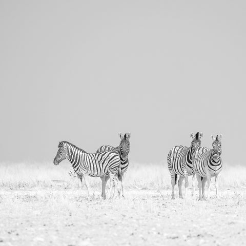 Zebra Quartet