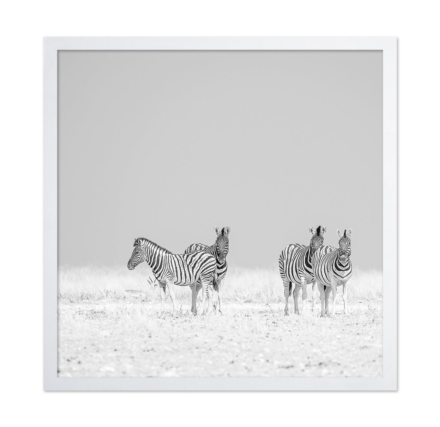 Zebra Quartet