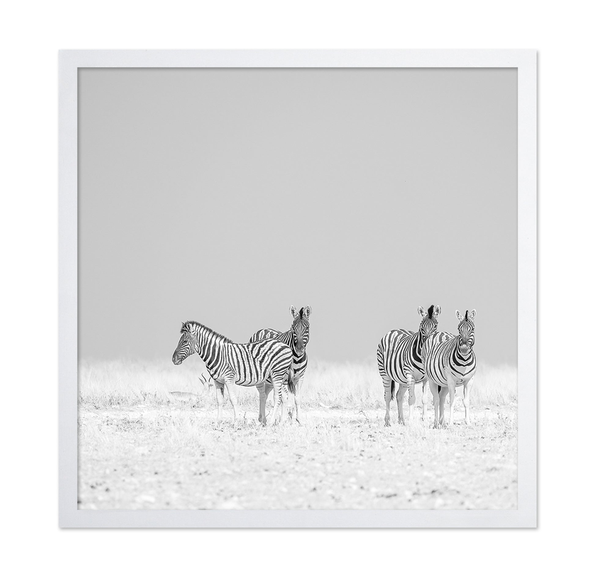 Zebra Quartet