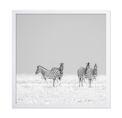 Zebra Quartet