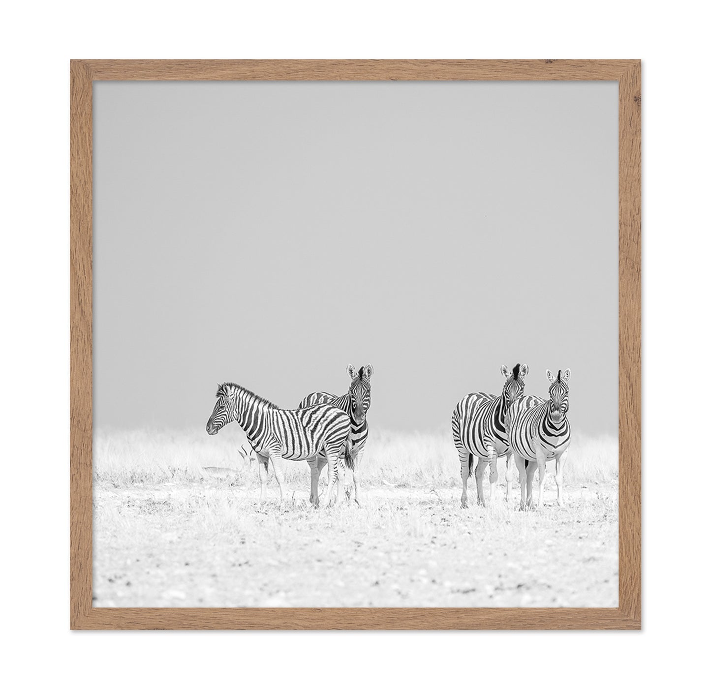 Zebra Quartet