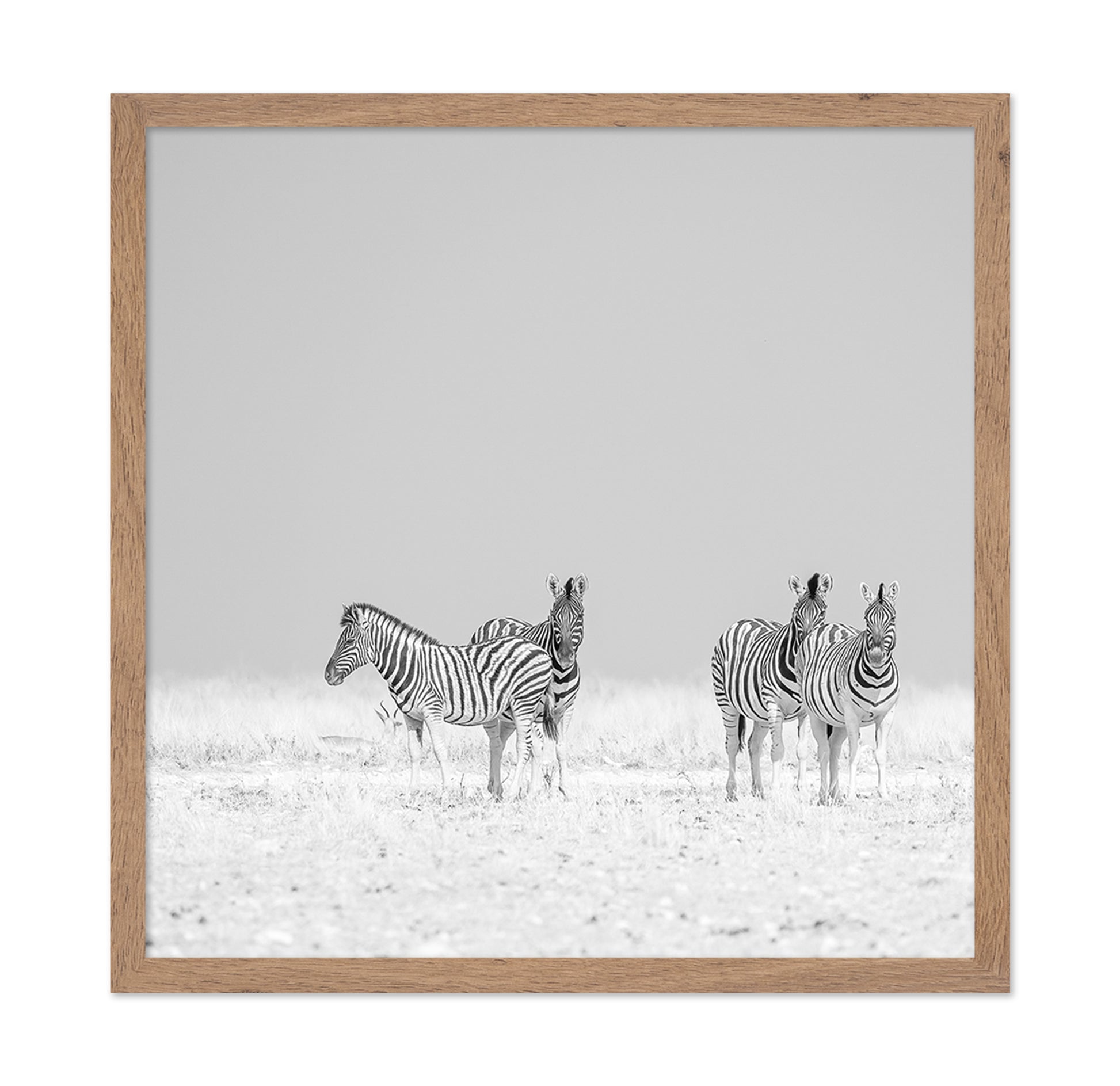 Zebra Quartet