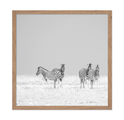 Zebra Quartet