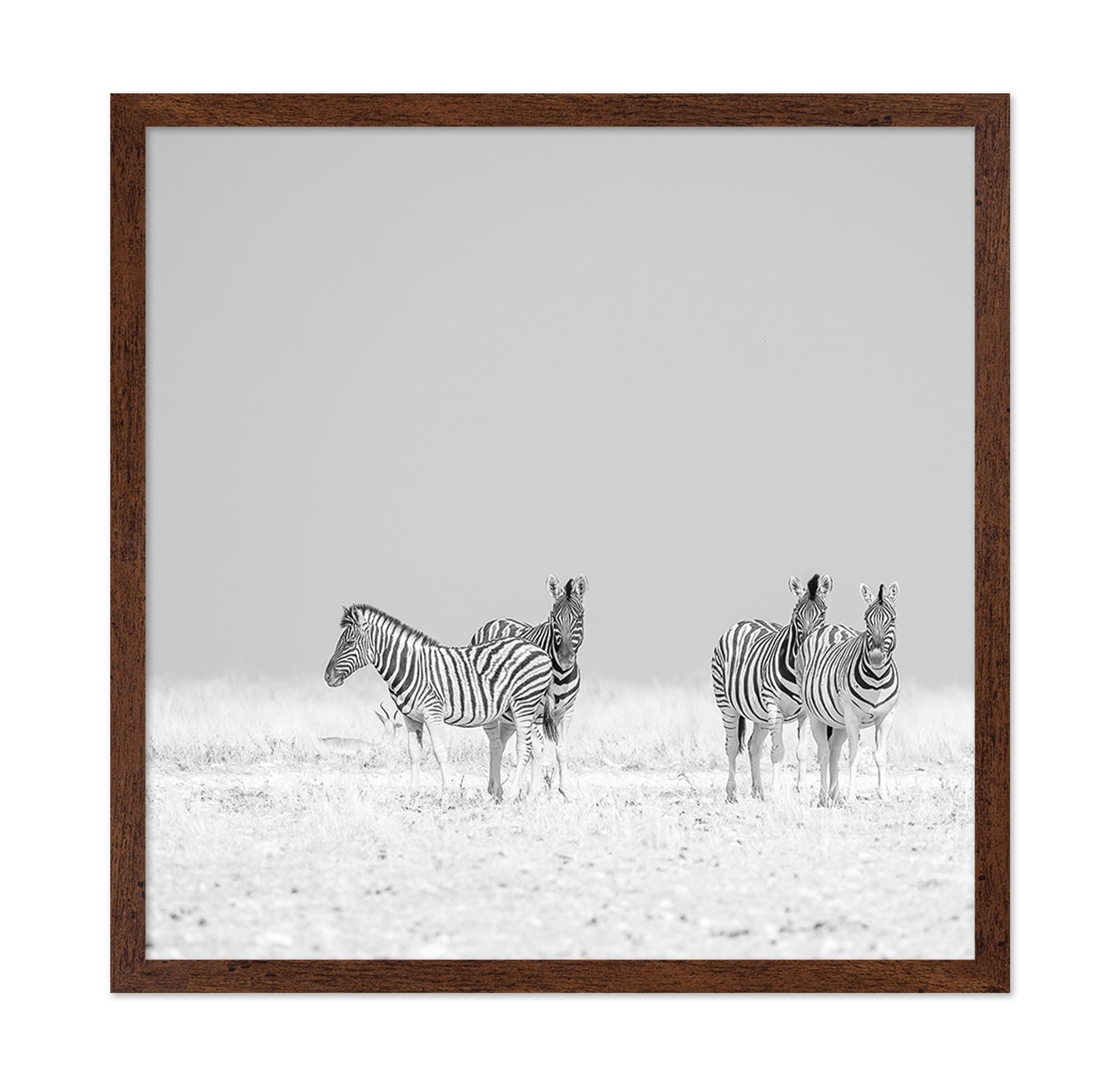 Zebra Quartet