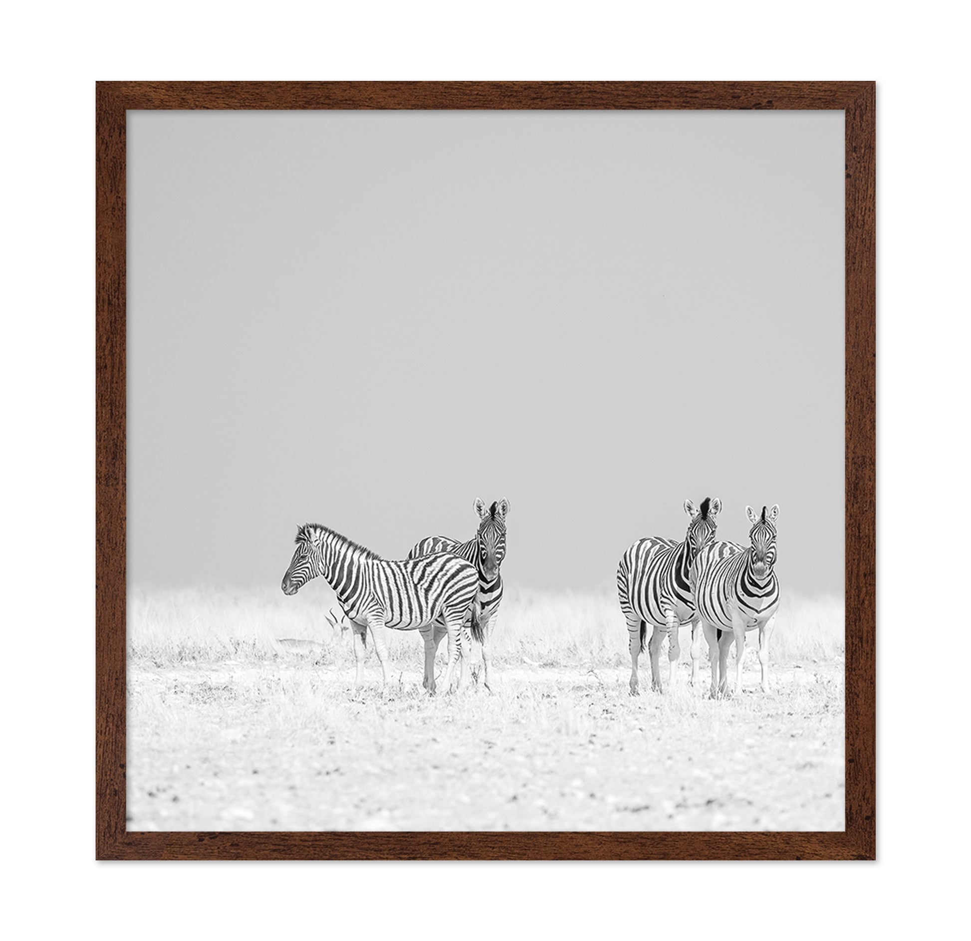 Zebra Quartet