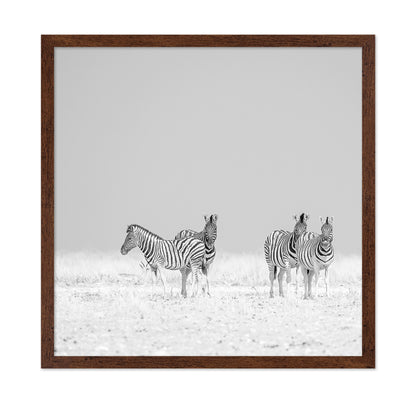 Zebra Quartet