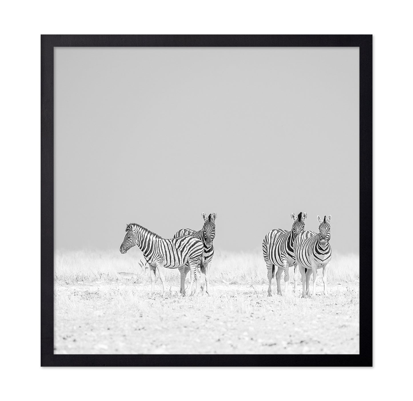 Zebra Quartet