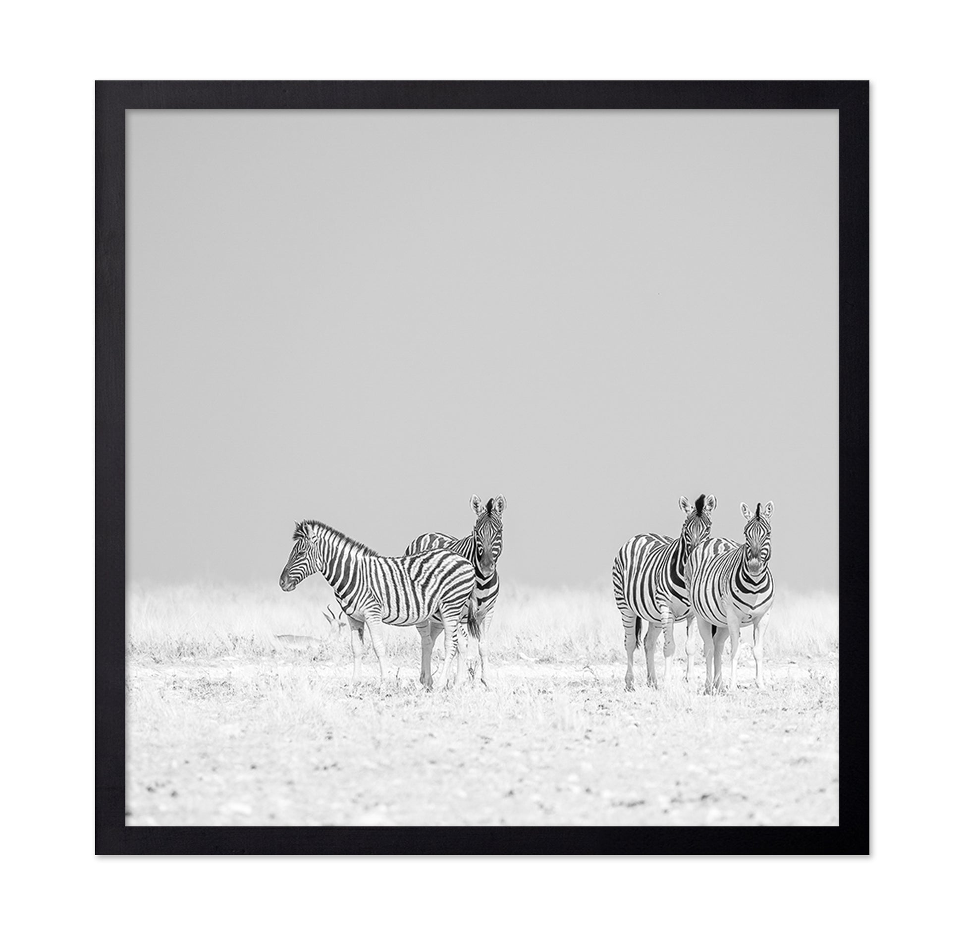 Zebra Quartet