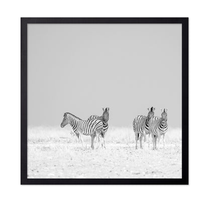 Zebra Quartet