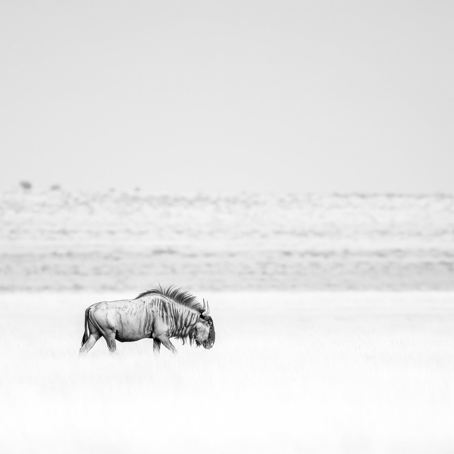 Lone Wildebeest