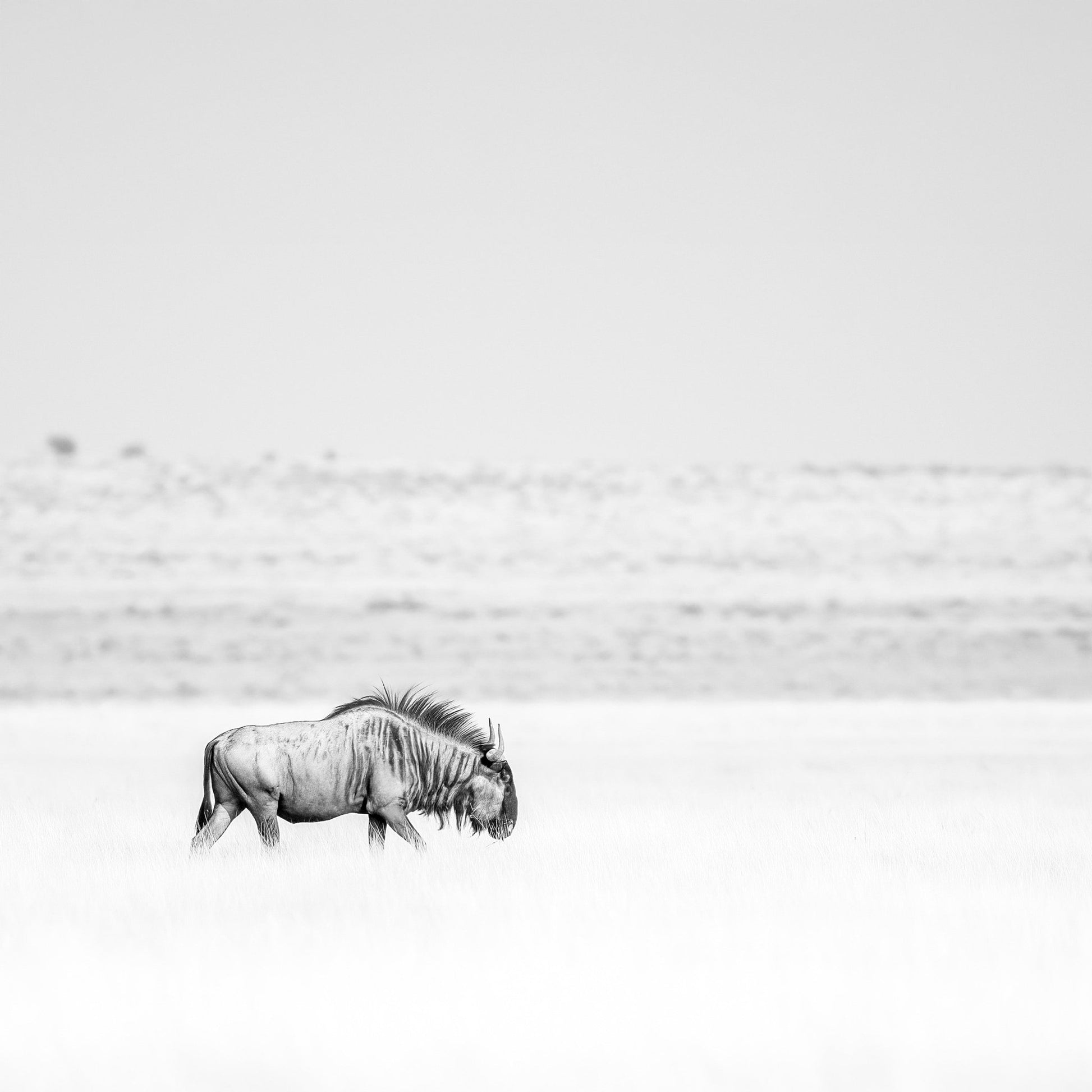 Lone Wildebeest