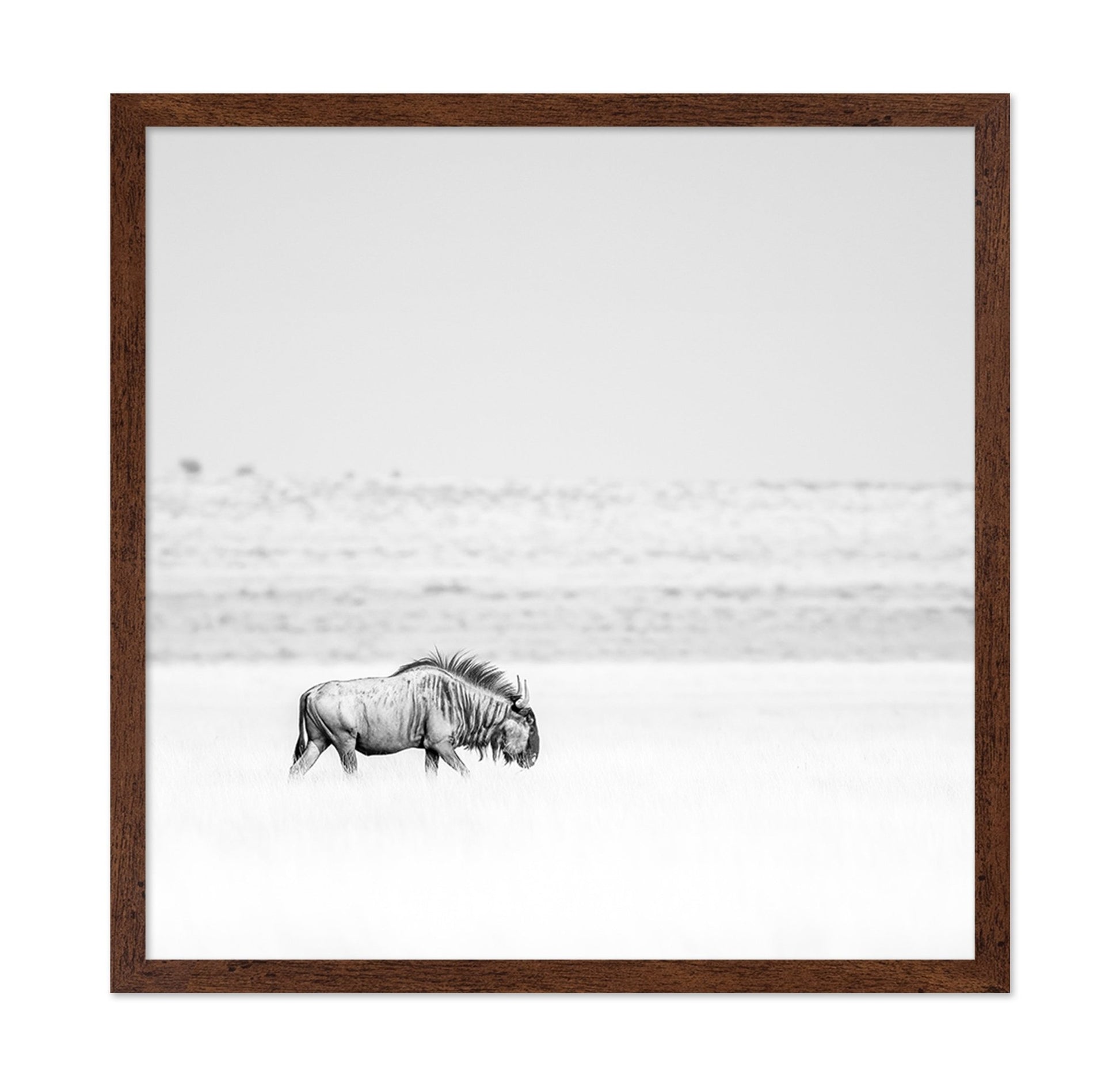 Lone Wildebeest