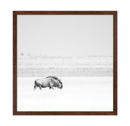 Lone Wildebeest