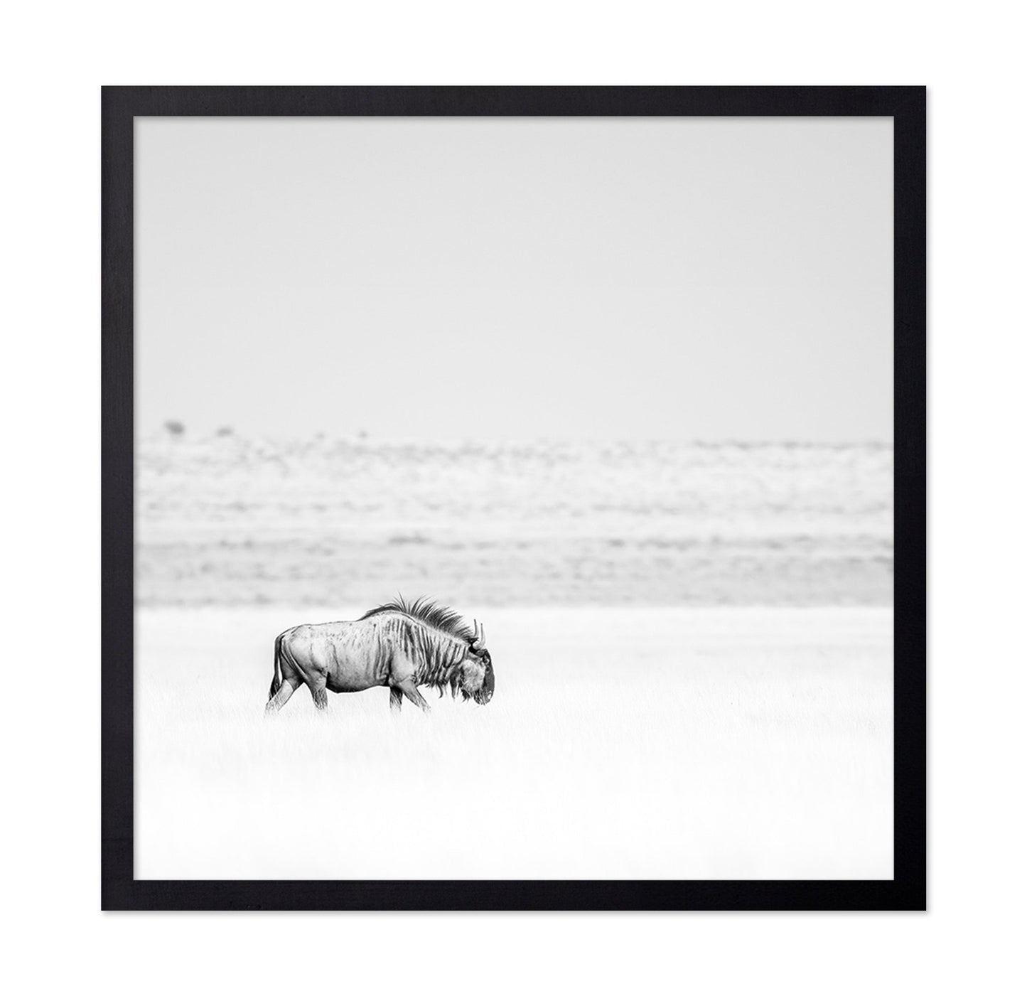 Lone Wildebeest