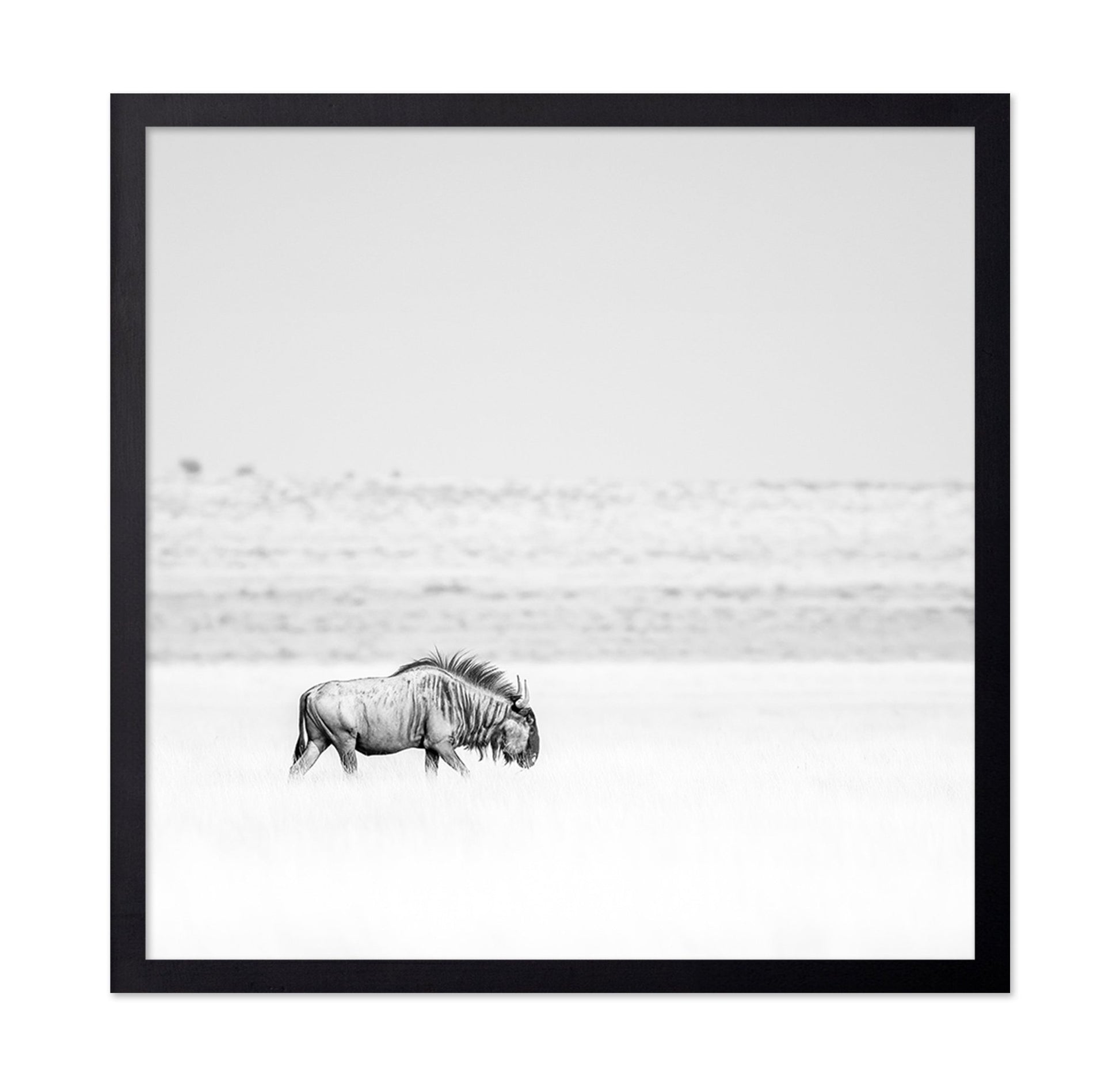 Lone Wildebeest