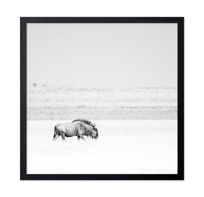 Lone Wildebeest