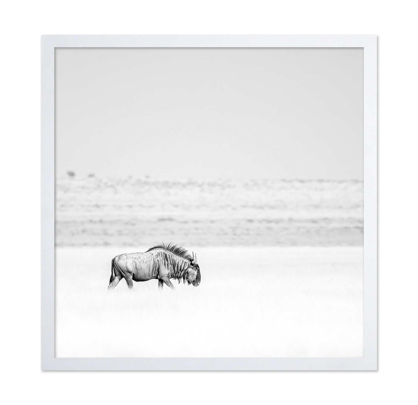 Lone Wildebeest