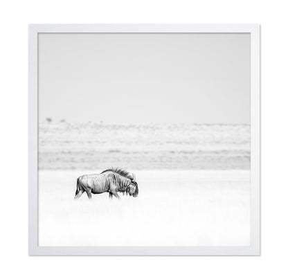 Lone Wildebeest