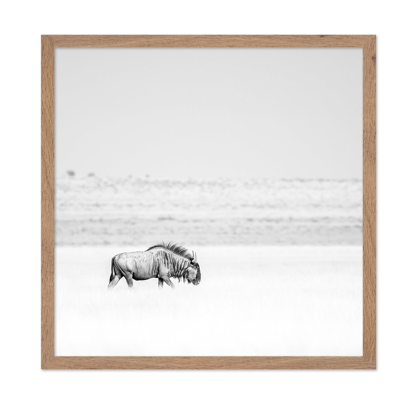 Lone Wildebeest