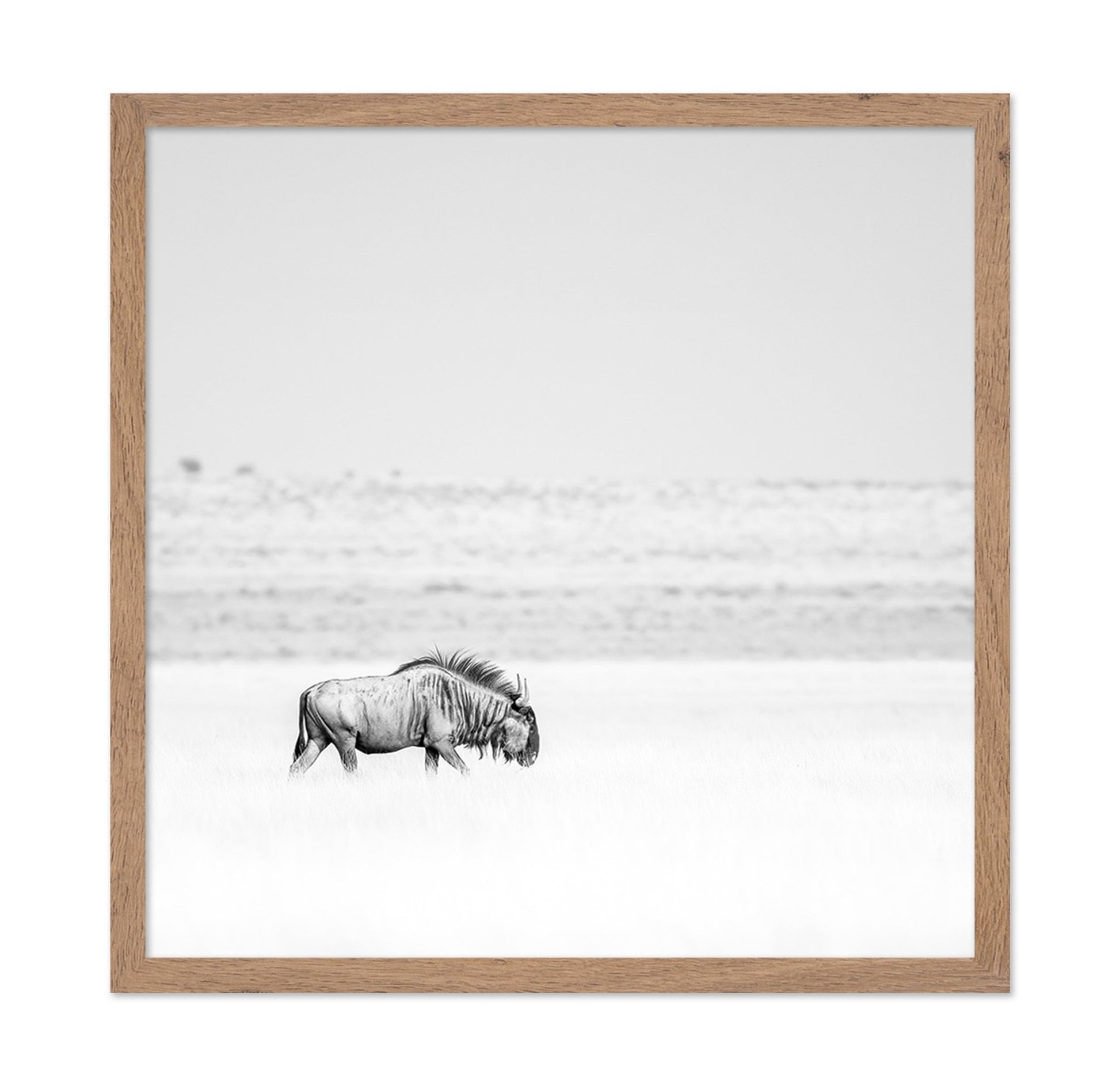 Lone Wildebeest