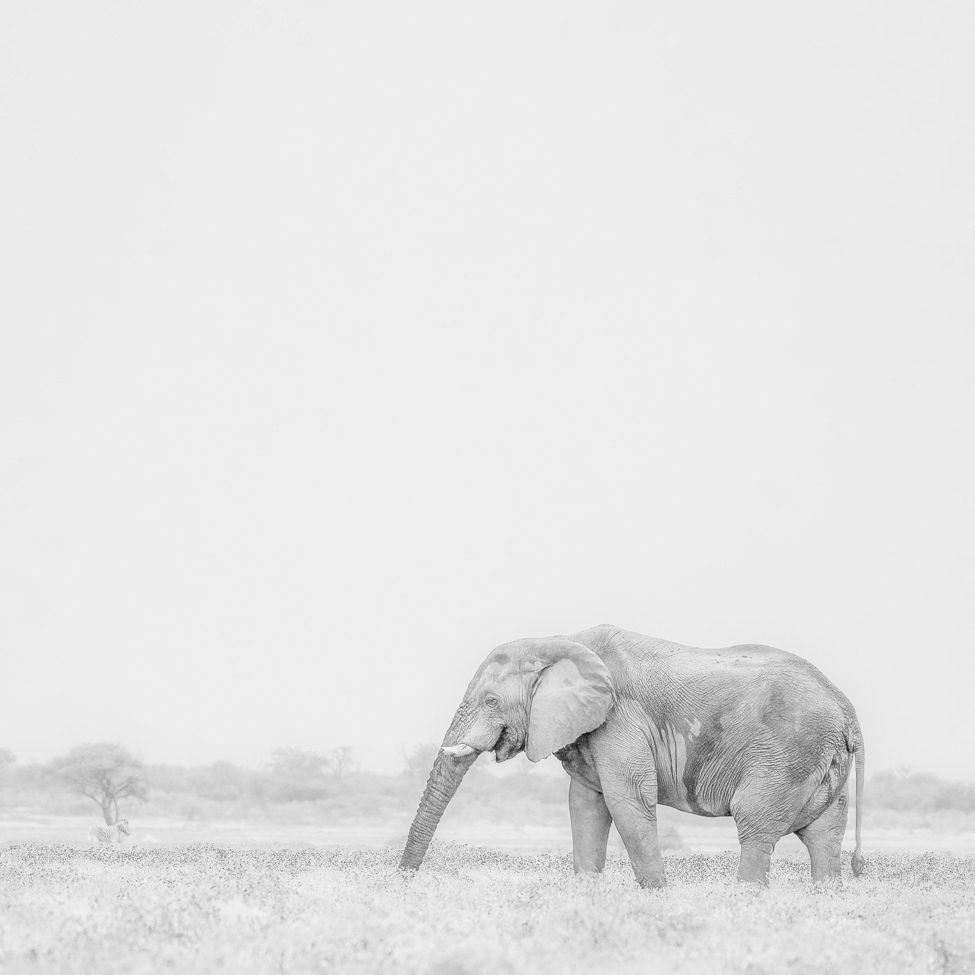 Lone Elephant