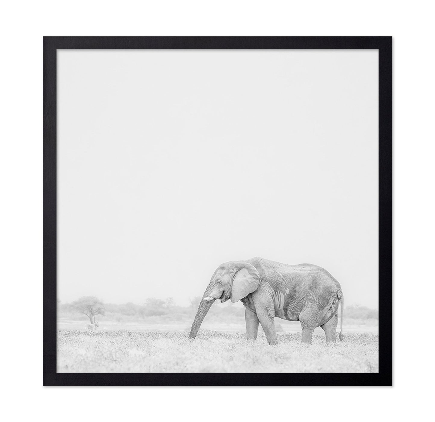 Lone Elephant