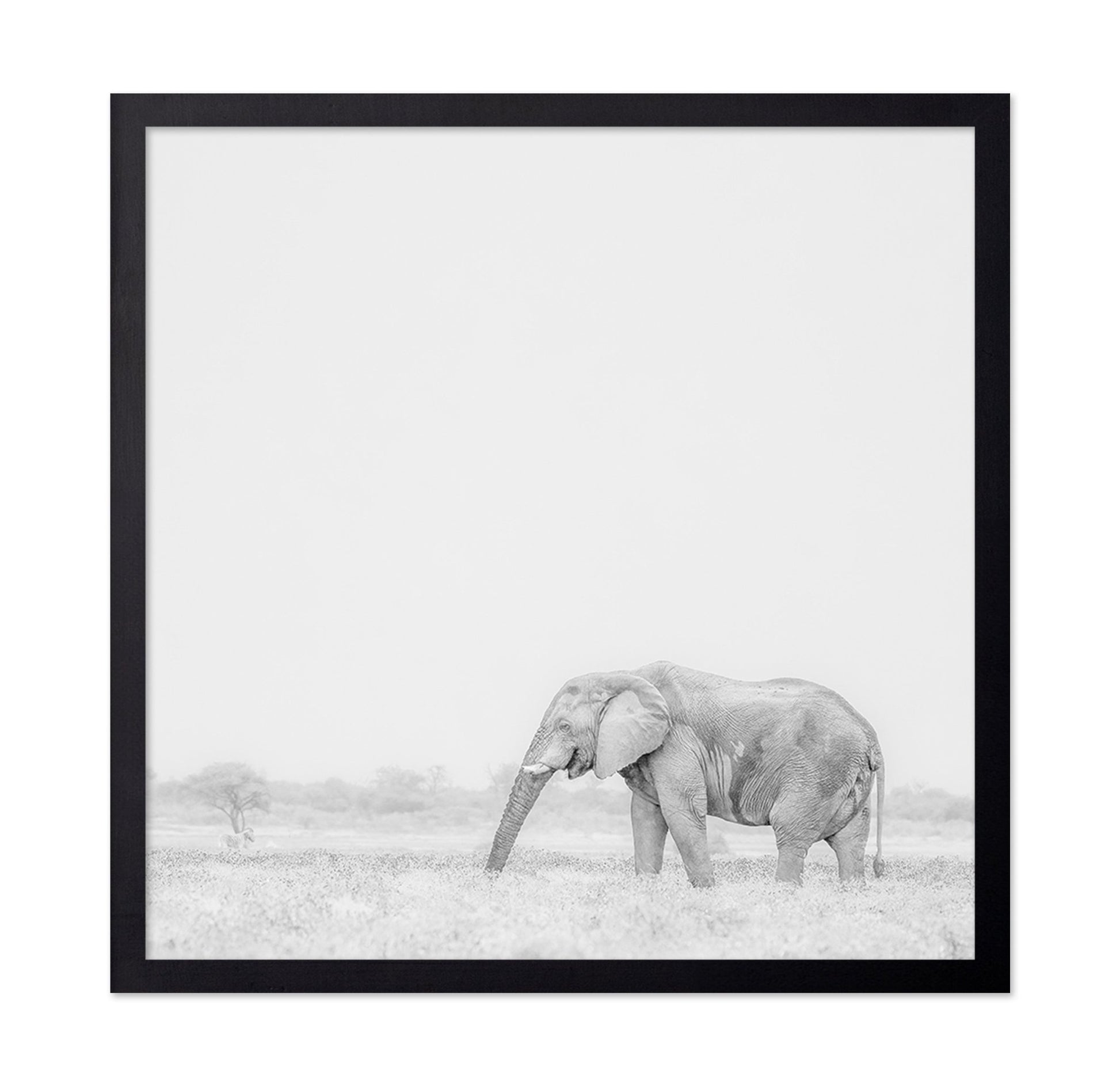 Lone Elephant