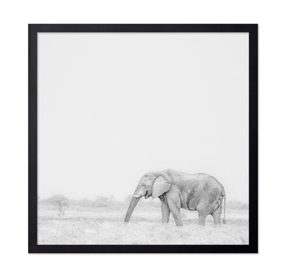 Lone Elephant