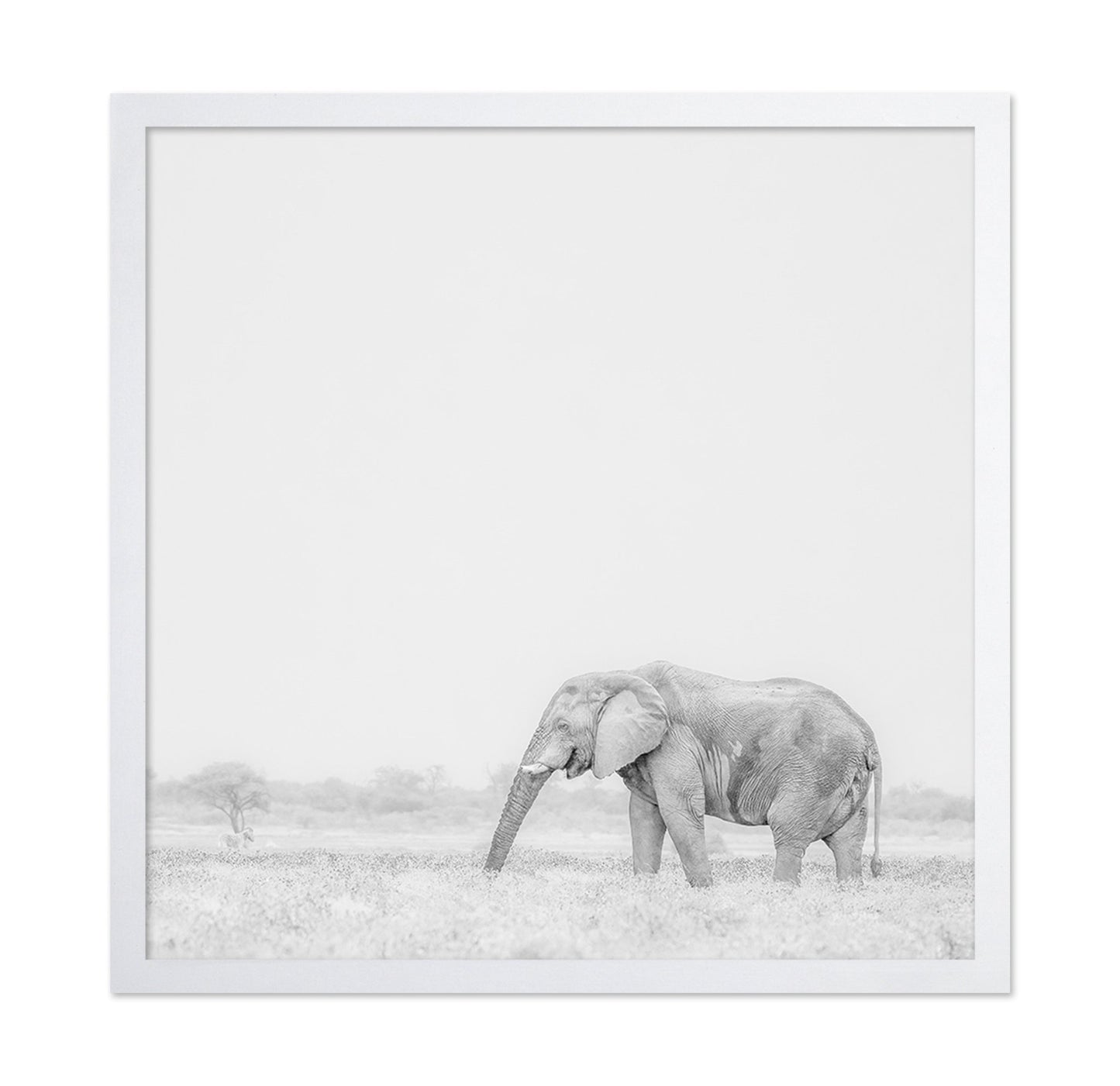 Lone Elephant