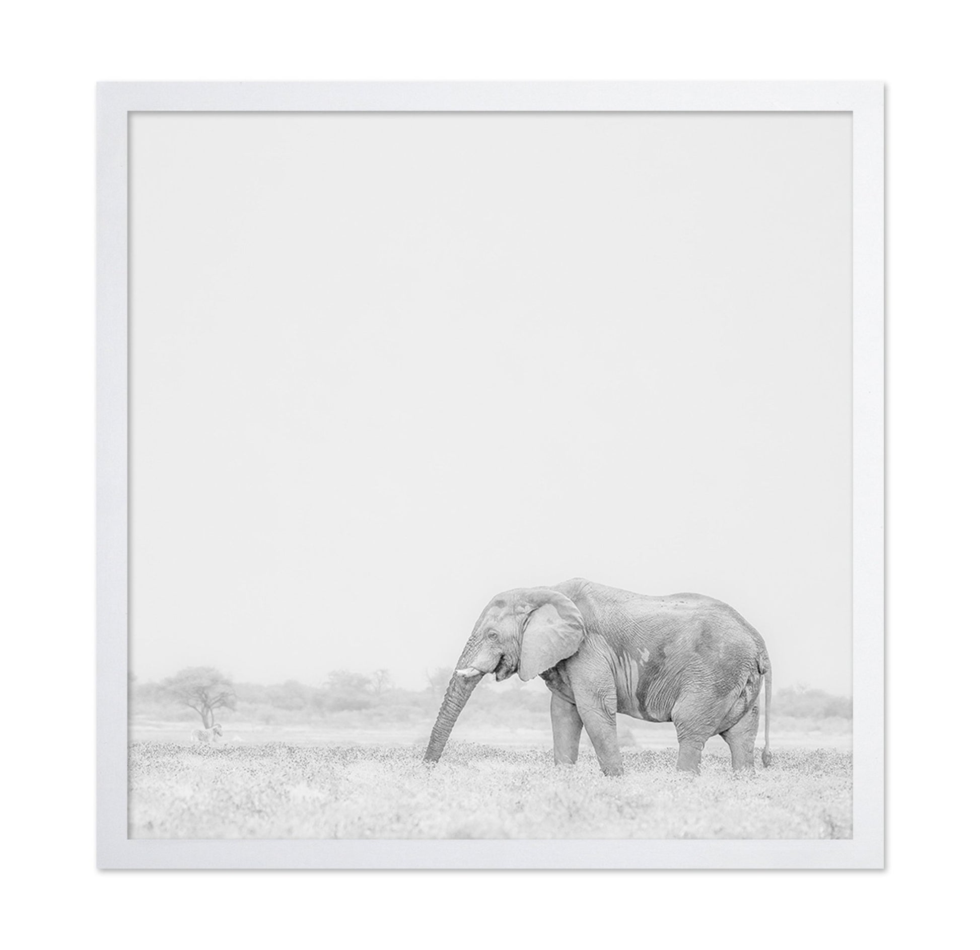 Lone Elephant