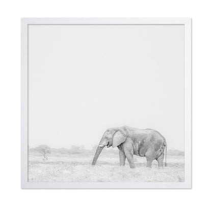 Lone Elephant