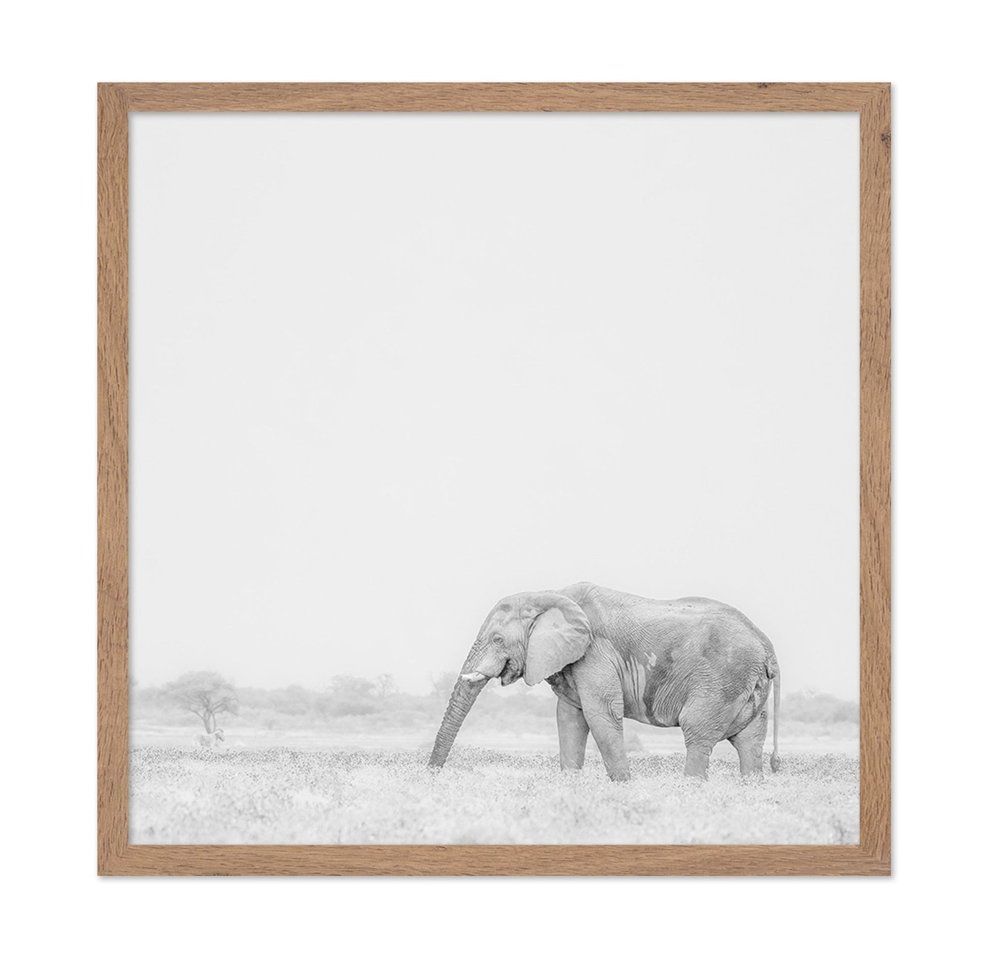 Lone Elephant