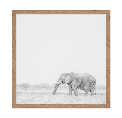 Lone Elephant