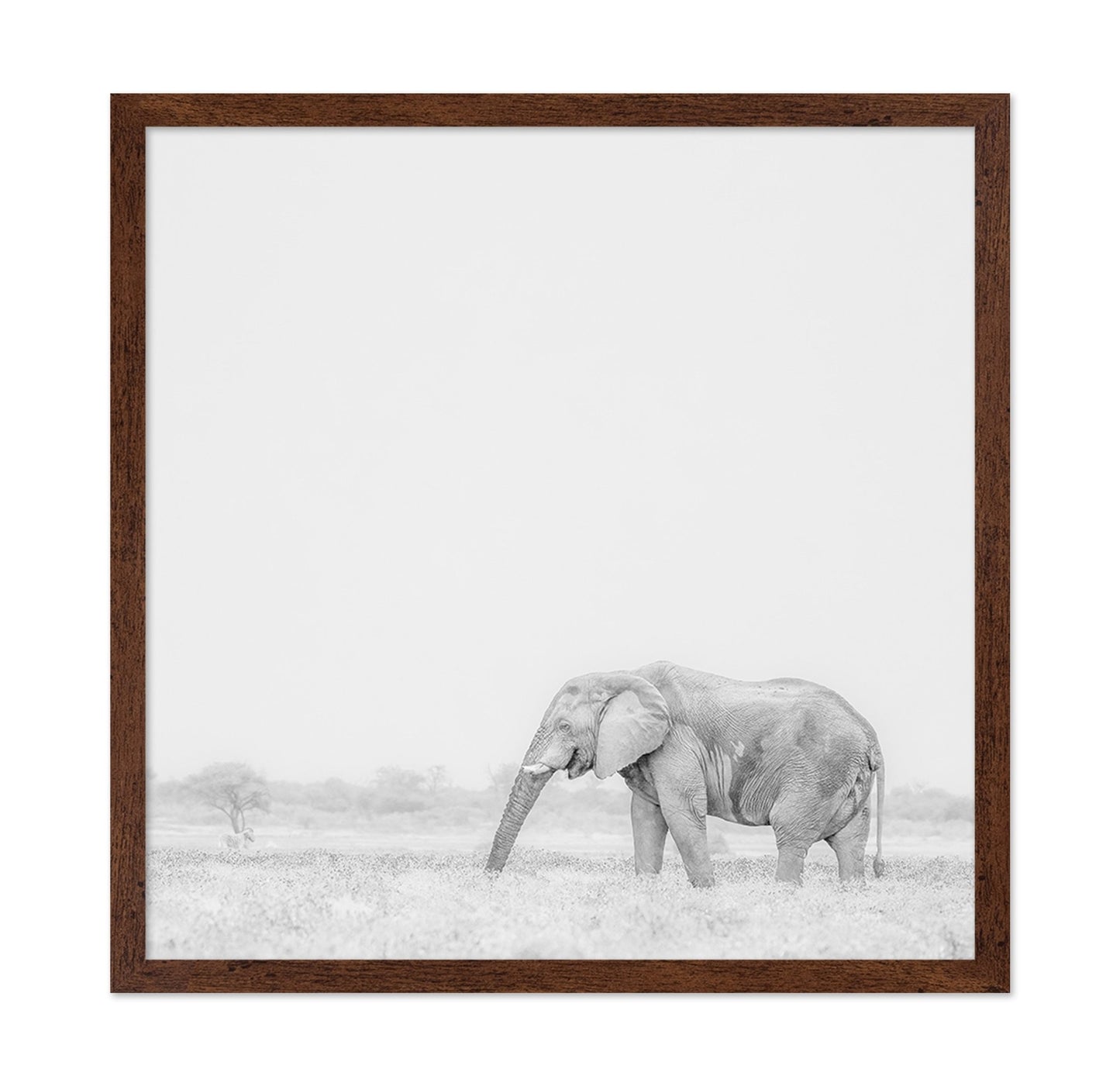 Lone Elephant