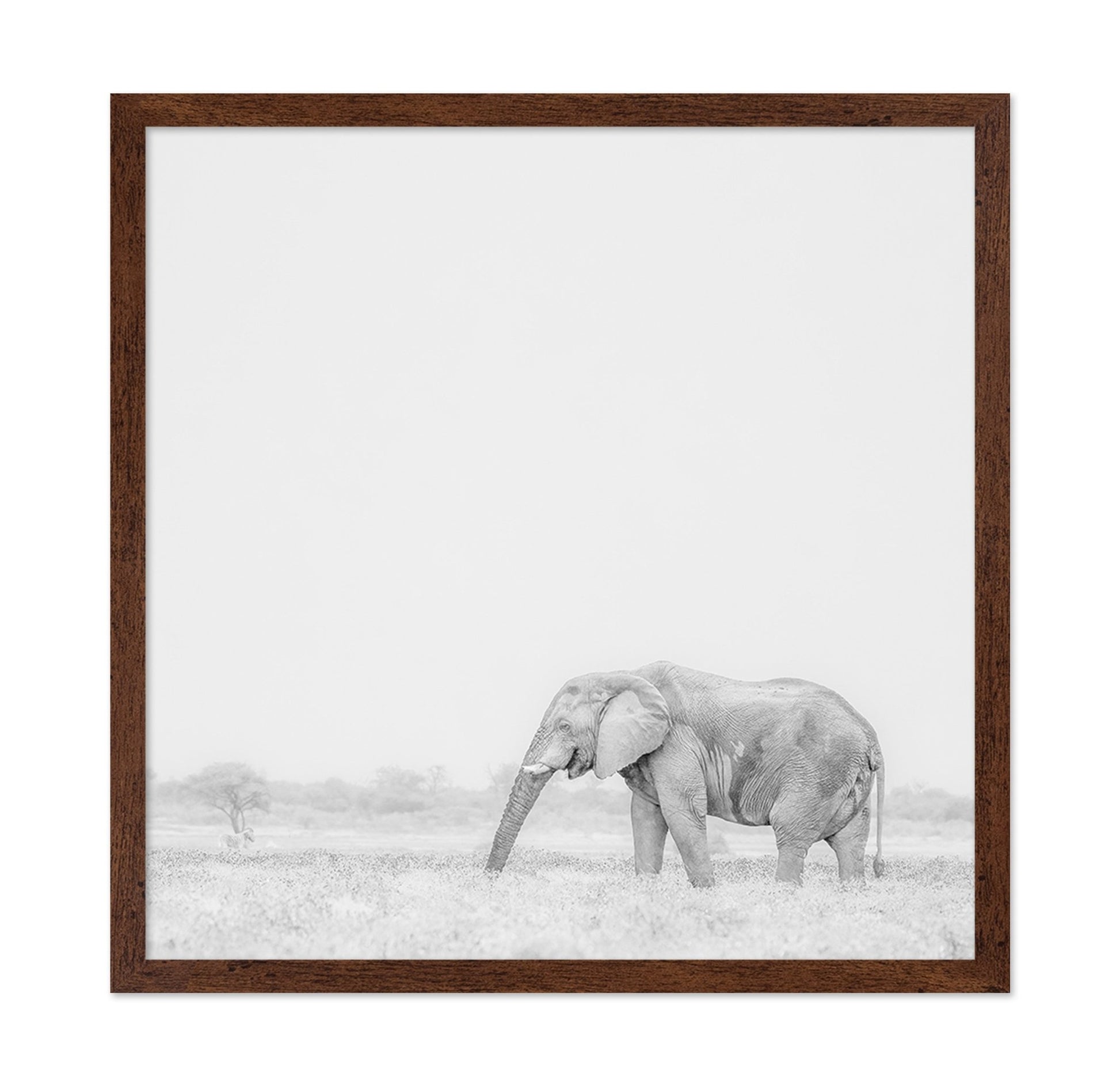 Lone Elephant