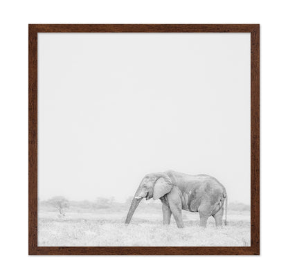Lone Elephant
