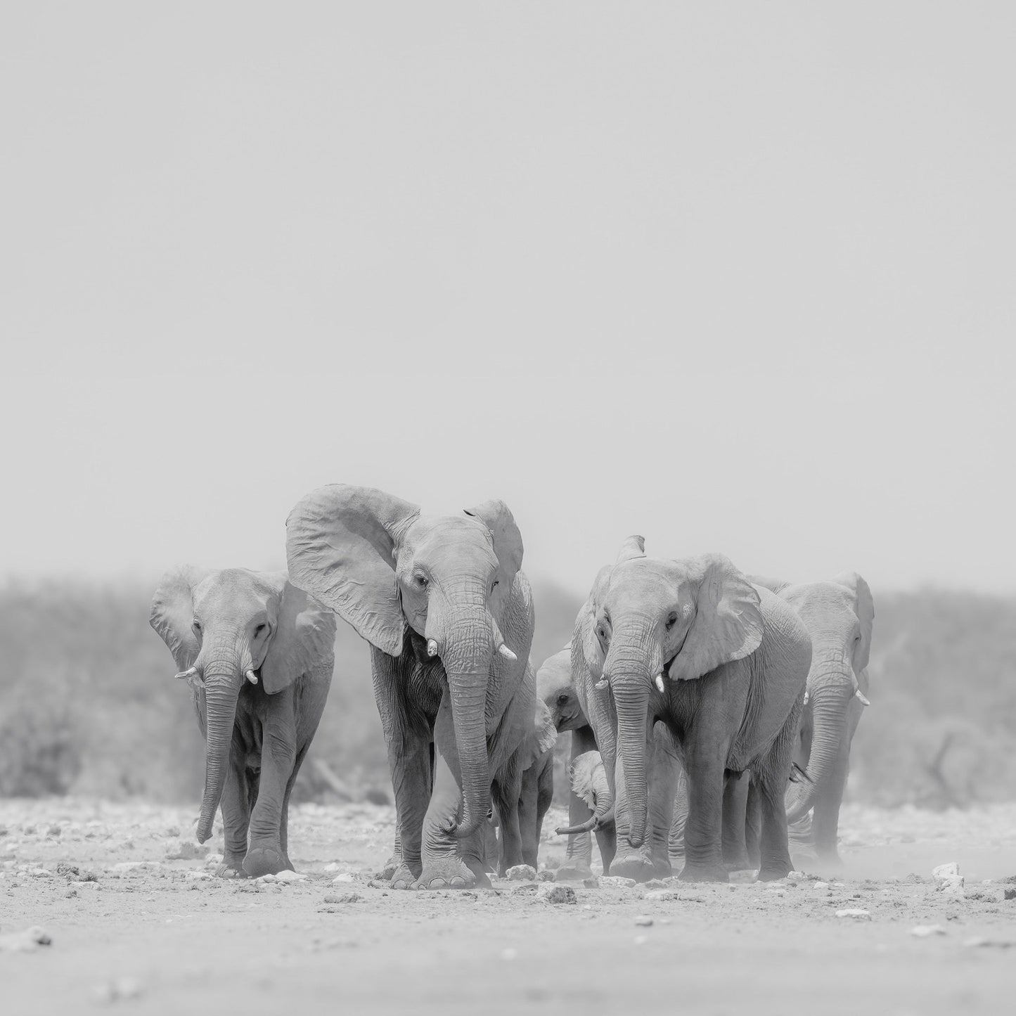 Elephant Herd