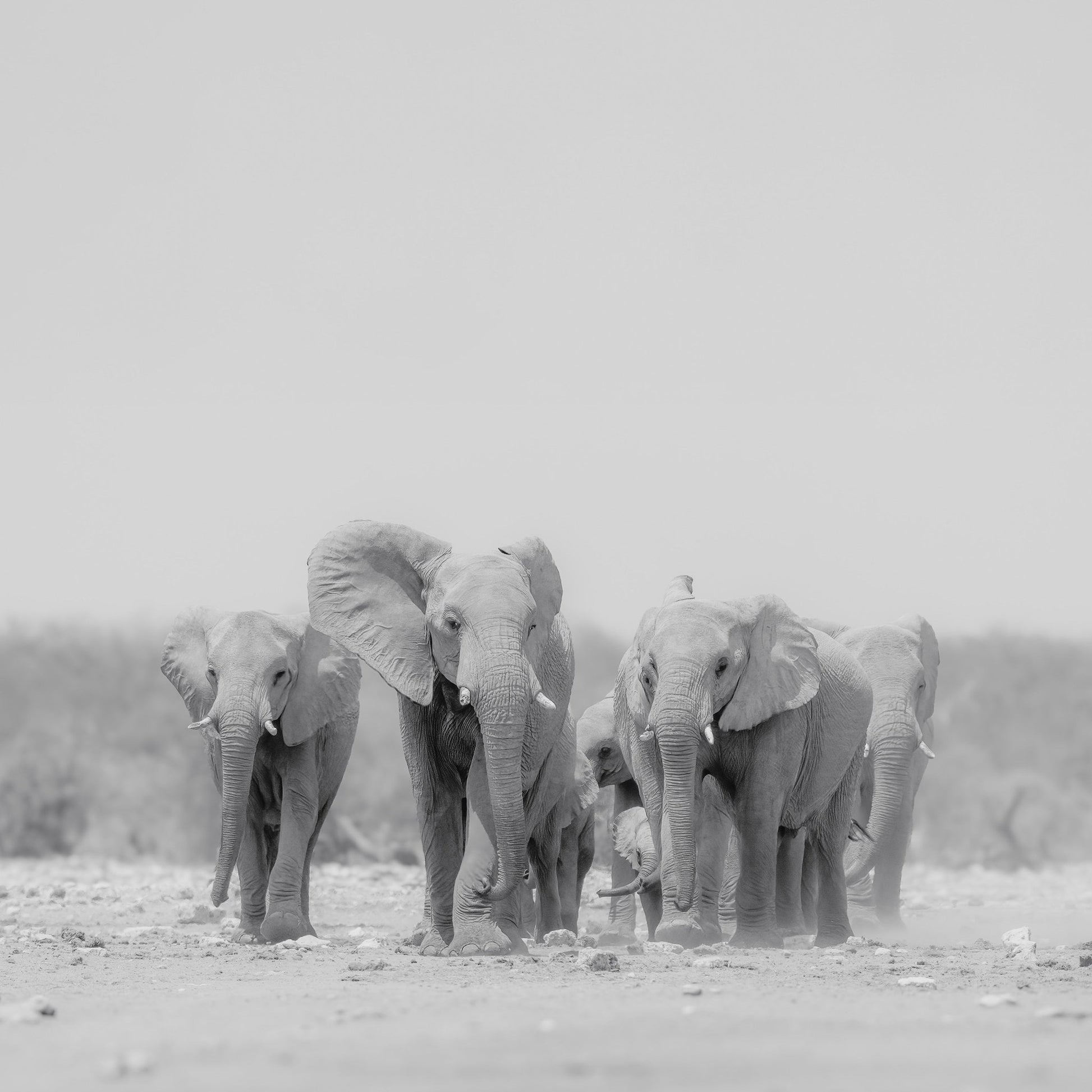 Elephant Herd