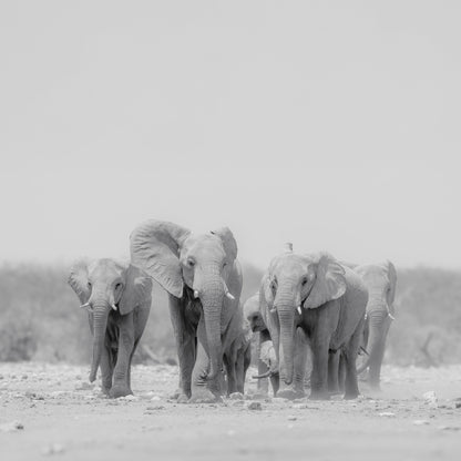 Elephant Herd