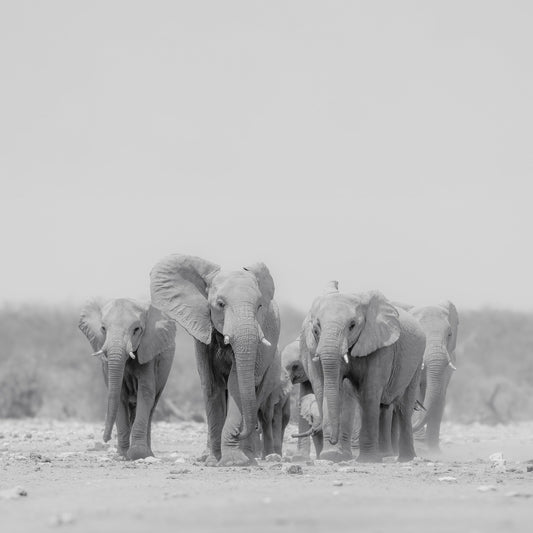 Elephant Herd