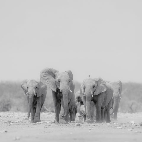 Elephant Herd